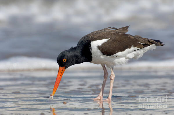 Animal Art Print featuring the photograph American Oystercatcher Feeding On Clam by Anthony Mercieca