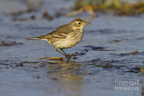 American Pipit Art Print featuring the photograph American pipit by Bryan Keil