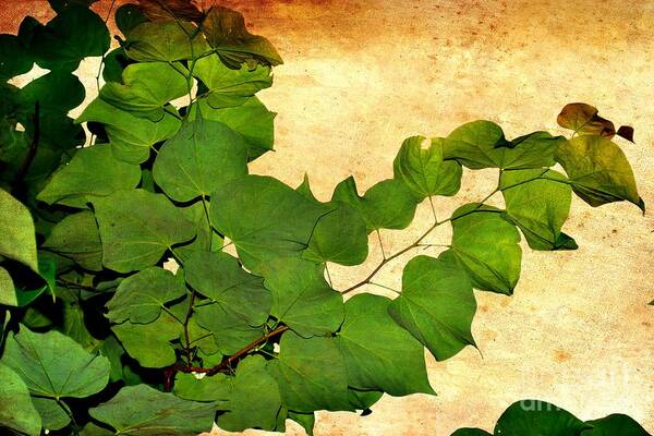 Tree Art Print featuring the photograph American Redbud by Denise Tomasura