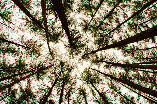 Trees Art Print featuring the photograph Among the Trees by Kristia Adams