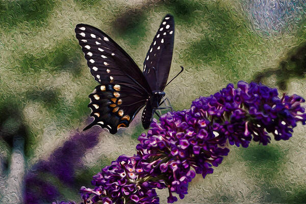 Black Butterflies Art Print featuring the photograph An afternoon visitor by Jeff Folger