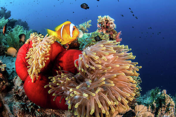 Egypt Art Print featuring the photograph An Anemone Fish Outside A Closed by Brook Peterson