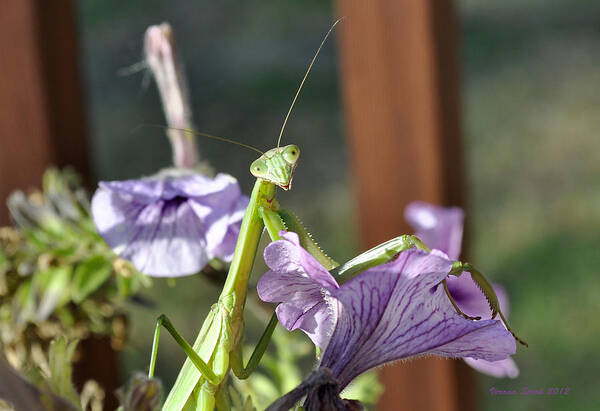 Praying Mantis Art Print featuring the photograph An Autumn Surprise by Verana Stark