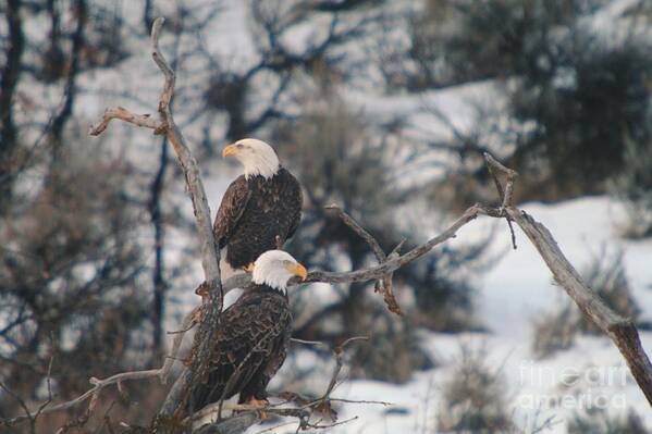 Eagles Art Print featuring the photograph An Eagle Pair by Jeff Swan