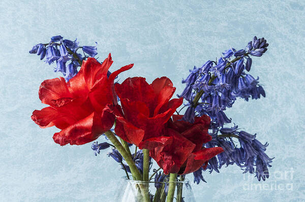 Red Tulips Art Print featuring the photograph An Unusual Pair by Steve Purnell