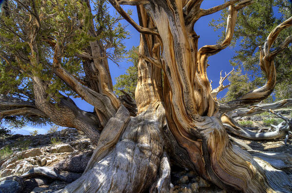 Tree Art Print featuring the photograph Ancient Bristlecone by Dianne Phelps