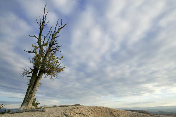 Sky Art Print featuring the photograph Ancient Bristlecone Pine by Laura Tucker