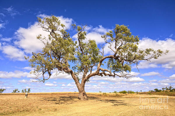 Australia Art Print featuring the photograph Ancient Coolabah Tree by Colin and Linda McKie