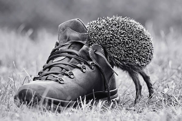 Hedgehog Art Print featuring the photograph And Suddenly It's My Size? by Elena Solovieva