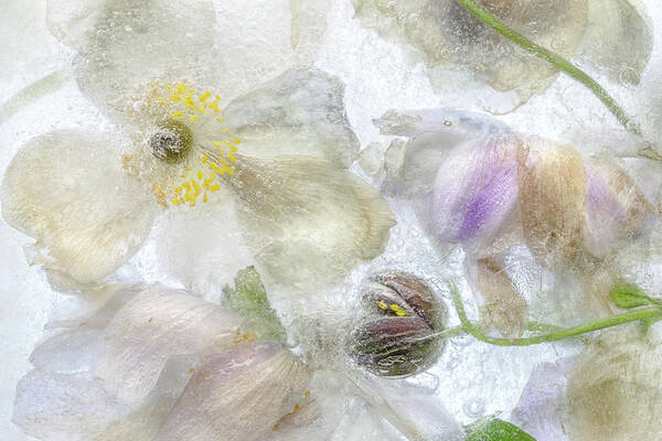 Anemone Art Print featuring the photograph Anemone Frost by Mandy Disher
