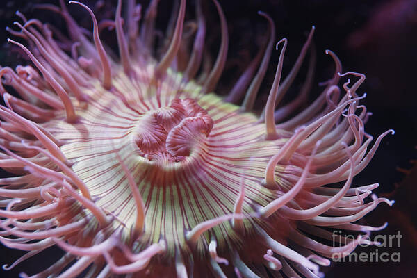 Aquarium Art Print featuring the photograph Anemone by James L Davidson