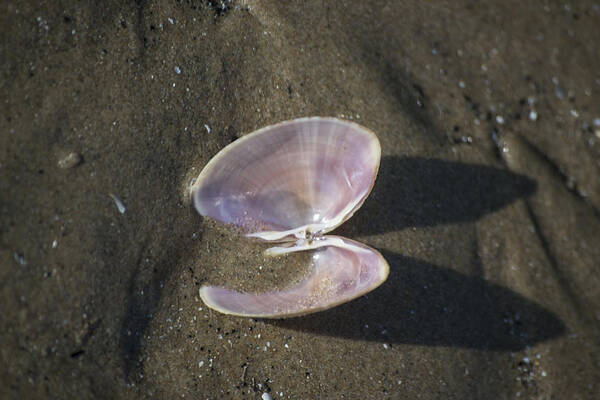 Sea Shell Art Print featuring the photograph Angel Wings by Spikey Mouse Photography