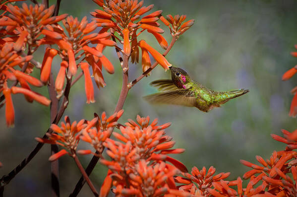 Hummingbird Art Print featuring the photograph Anna's Hummingbird by Linda Villers