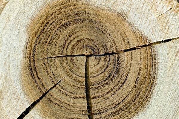 Annual tree growth rings with grayscale drawing Vector Image