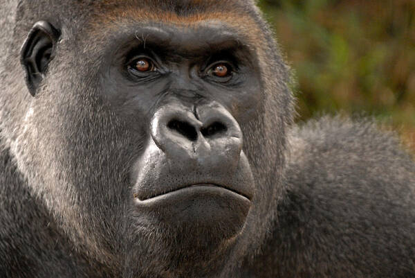 Gorilla Art Print featuring the photograph Another Gorilla by Don Johnson