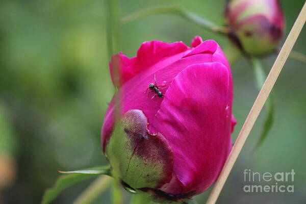 Peony Art Print featuring the photograph Ant on Peony by Ann E Robson