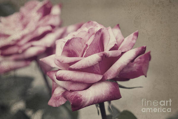 Rose Art Print featuring the photograph Antique Red Hybrid Tea Roses with Brocade Corners by Beverly Claire Kaiya