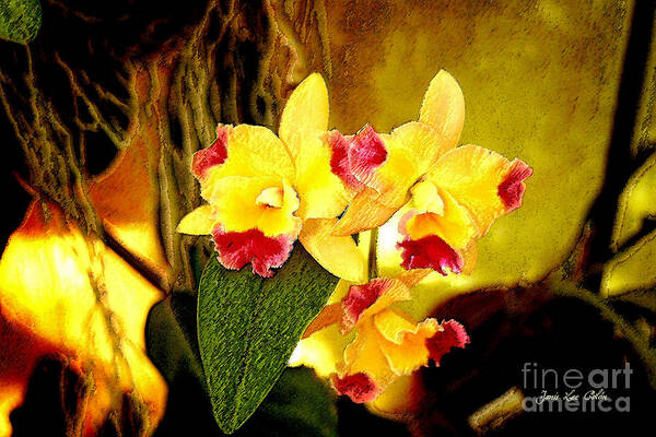 Orchid Art Print featuring the photograph AOS Yellow Orchid 1 by Janis Lee Colon
