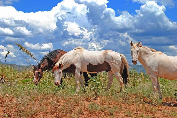 Animals Art Print featuring the photograph Apache Horses by George Davidson