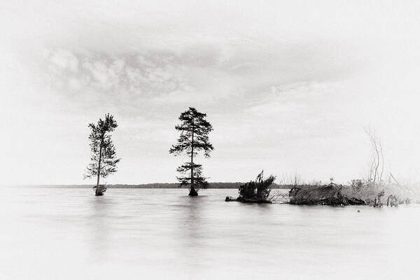 Tree Art Print featuring the photograph Apart by Alan Raasch