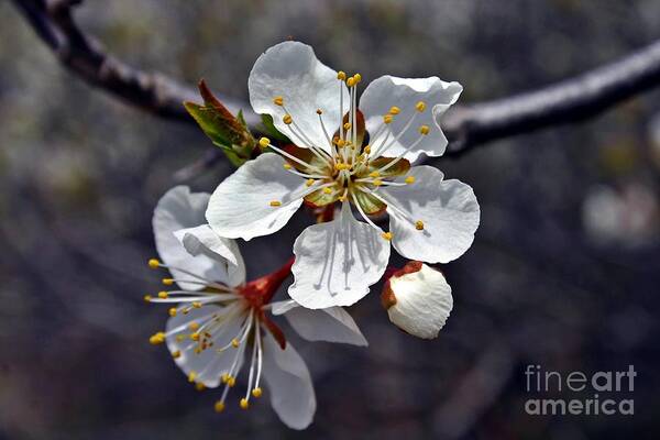 Blossom Art Print featuring the photograph Apple Blossom 3 by Henry Kowalski