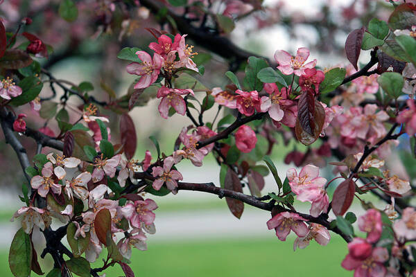 Spring Art Print featuring the photograph Apple Blossom Time by Kay Novy