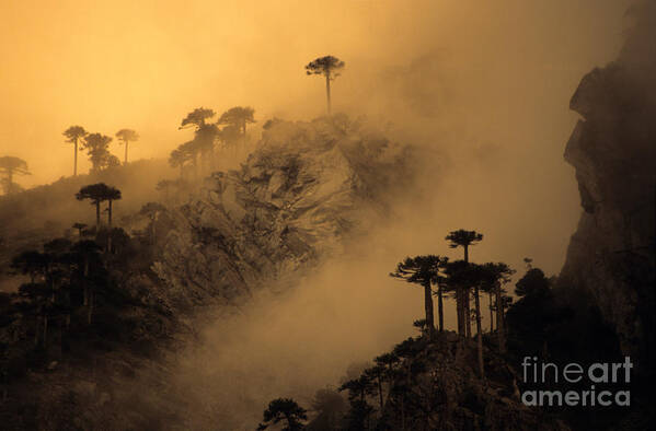 Chile Art Print featuring the photograph Araucaria dawn Chile by James Brunker