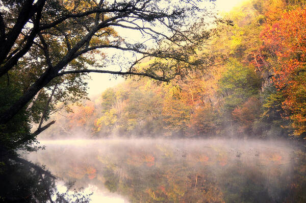 Fall Art Print featuring the photograph Arching Tree On The Current River by Marty Koch