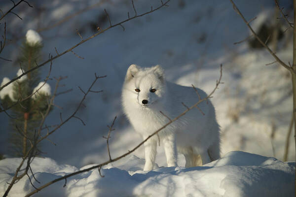 Shadow Art Print featuring the photograph Arctic Fox Alopex Lagopus In White Phase by Mark Newman