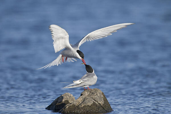 Flpa Art Print featuring the photograph Arctic Terns Courtsing Outer Hebrides by Dickie Duckett