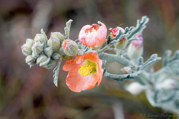 Desert Globemallow Art Print featuring the photograph Arizona Globemallow by Aaron Burrows