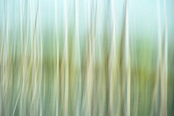 Abstract Art Print featuring the photograph Artistic Abstract Of Trees by Rona Schwarz
