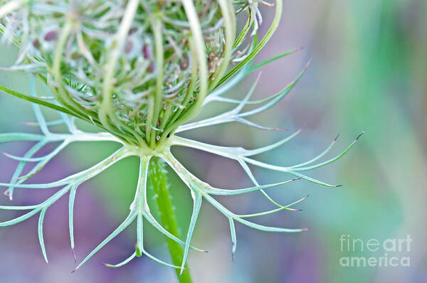 Wildflower Photography Art Print featuring the photograph Artsy Pastal Wildflower by Gwen Gibson