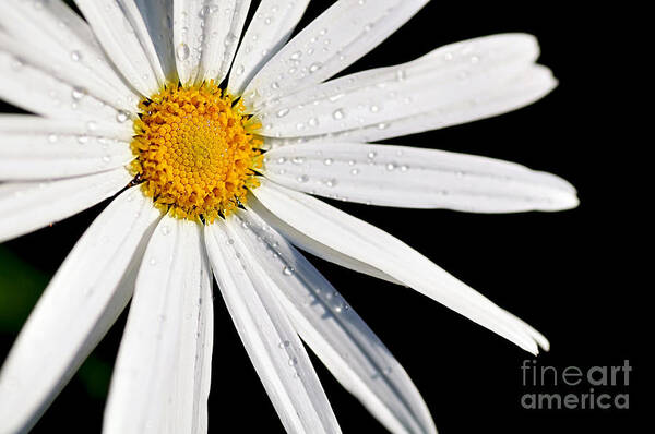 White Daisy Art Print featuring the photograph As Bright as a Daisy... by Kaye Menner