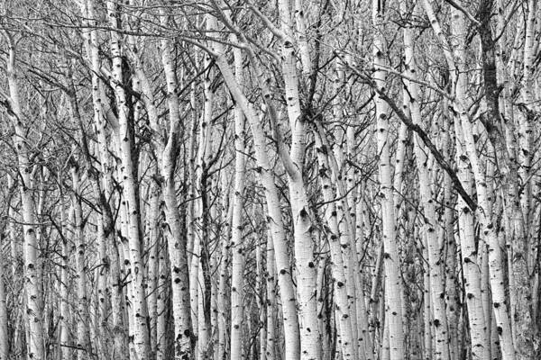 Scenic Art Print featuring the photograph Aspen Forest Tree Trunk Bark by James BO Insogna