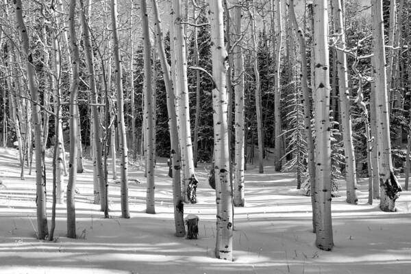 Aspen Art Print featuring the photograph Aspen Grove In Winter by Denise Bush