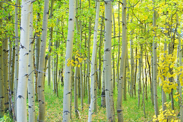 Aspens Art Print featuring the photograph Aspen Tree Forest Autumn Time by James BO Insogna