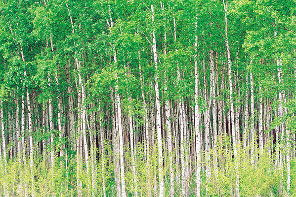 Photography Art Print featuring the photograph Aspen Trees, View From Below by Panoramic Images