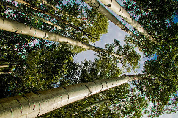 Aspen Art Print featuring the photograph Aspen by Will Wagner