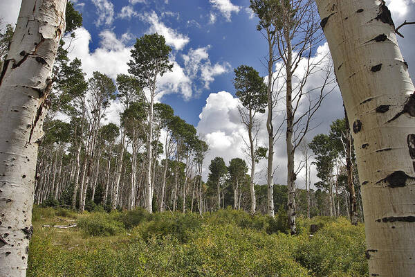 3scape Art Print featuring the photograph Aspen Grove by Adam Romanowicz