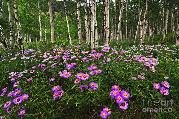 Asters Art Print featuring the photograph Aspens and Asters by Randy Rogers