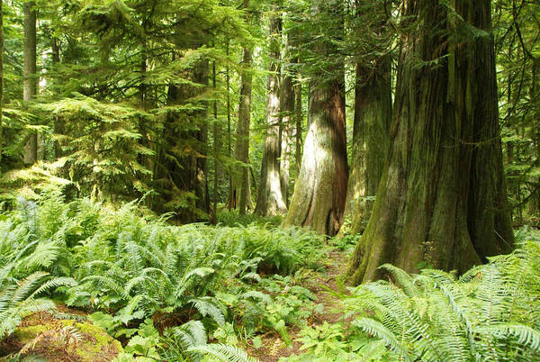 Forest Art Print featuring the photograph At Cathedral Grove by Marilyn Wilson