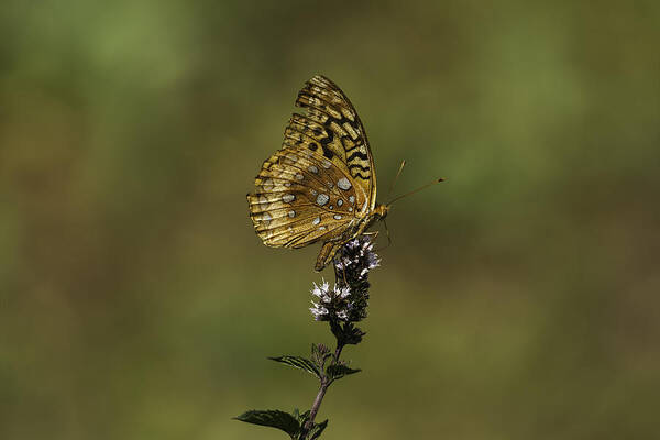Great Spangled Fritillary Art Print featuring the photograph At Home by Thomas Young