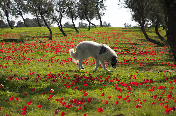 Blossom Art Print featuring the photograph At Ruchama forest Israel 1 by Dubi Roman