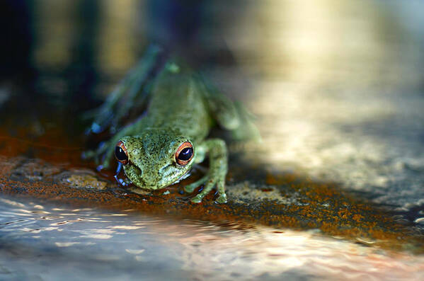 Frog Art Print featuring the photograph At Swim One Frog by Laura Fasulo