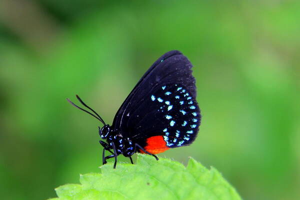 Paradise Art Print featuring the photograph Atala Butterfly by Sean Allen