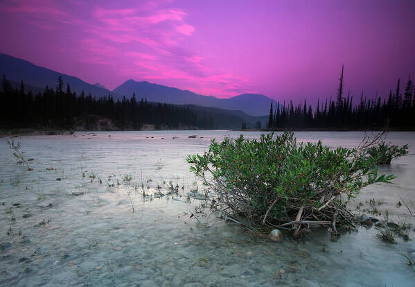 Jasper Art Print featuring the photograph Athabasca River Bush at Sunset by Cale Best