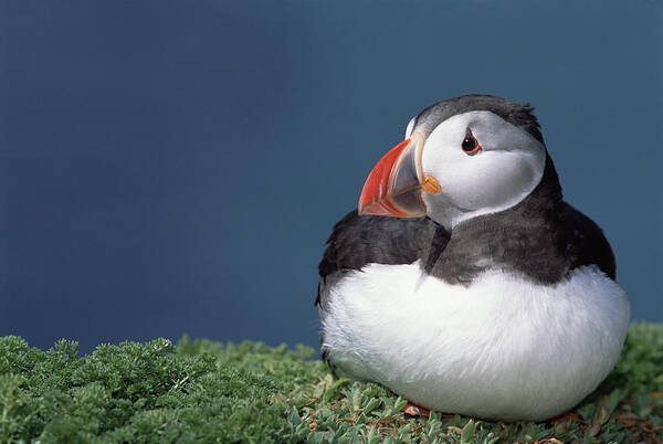 Feb0514 Art Print featuring the photograph Atlantic Puffin In Breeding Color by Tui De Roy