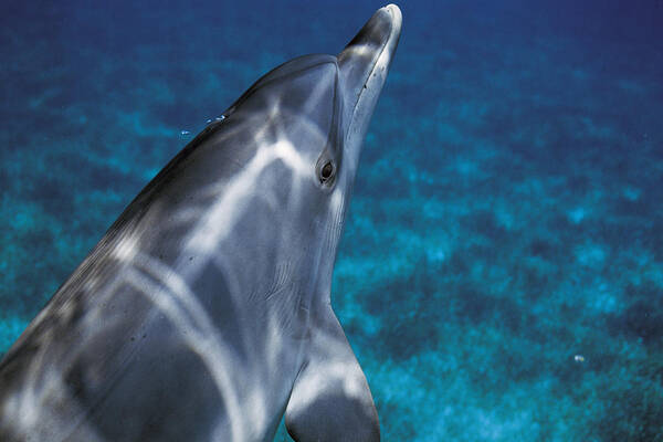 Feb0514 Art Print featuring the photograph Atlantic Spotted Dolphin Bahamas by Hiroya Minakuchi