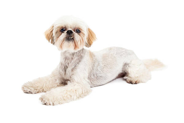 Animal Art Print featuring the photograph Attentive Maltese and Poodle Mix Dog Laying by Good Focused